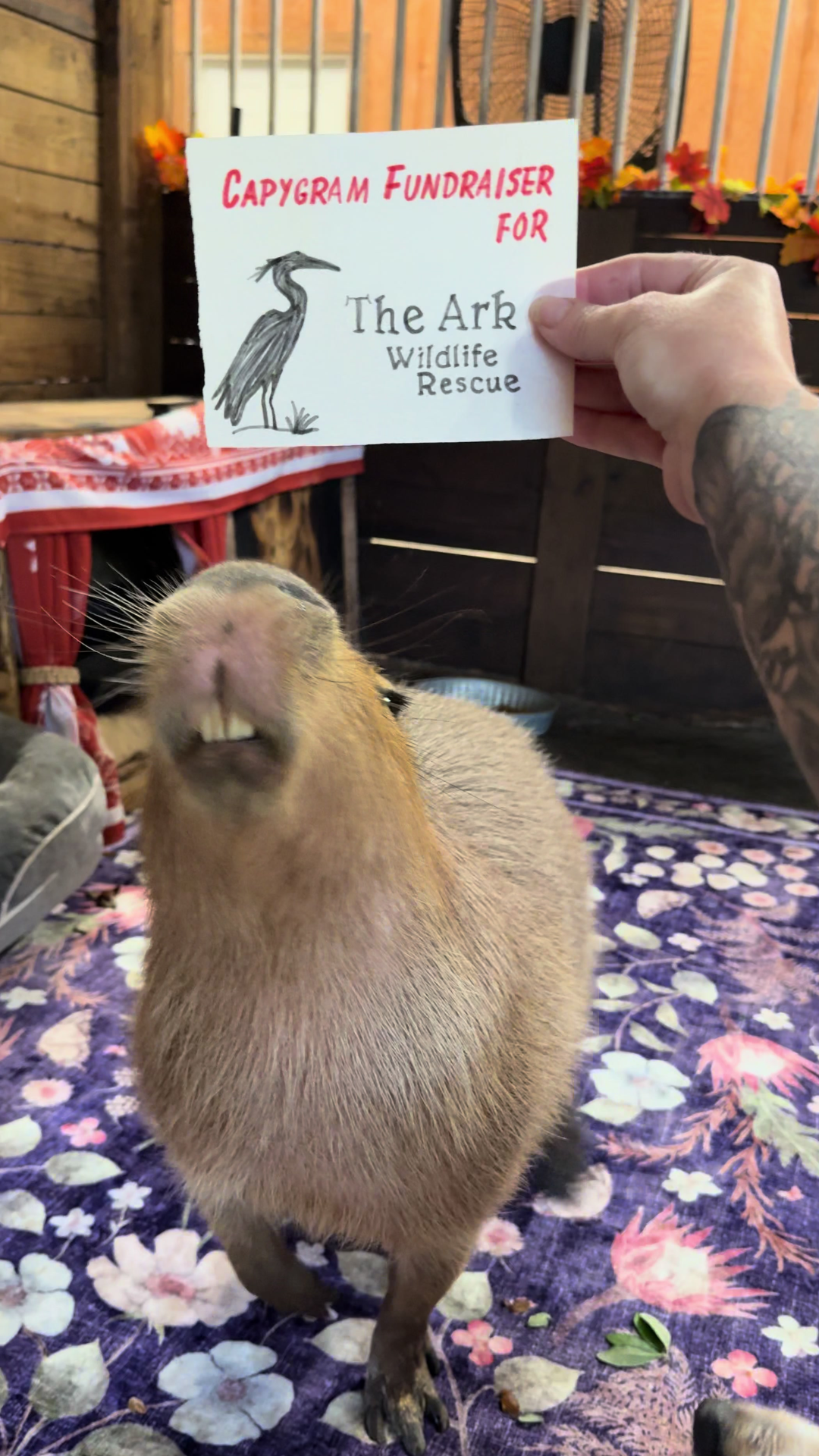 Capybara meet and greets are helping rescue animals thrive