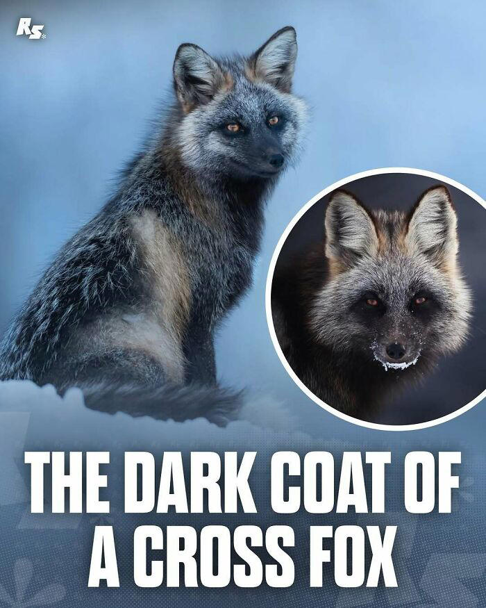 65 extraordinary photos of animals that prove nature still has its secrets