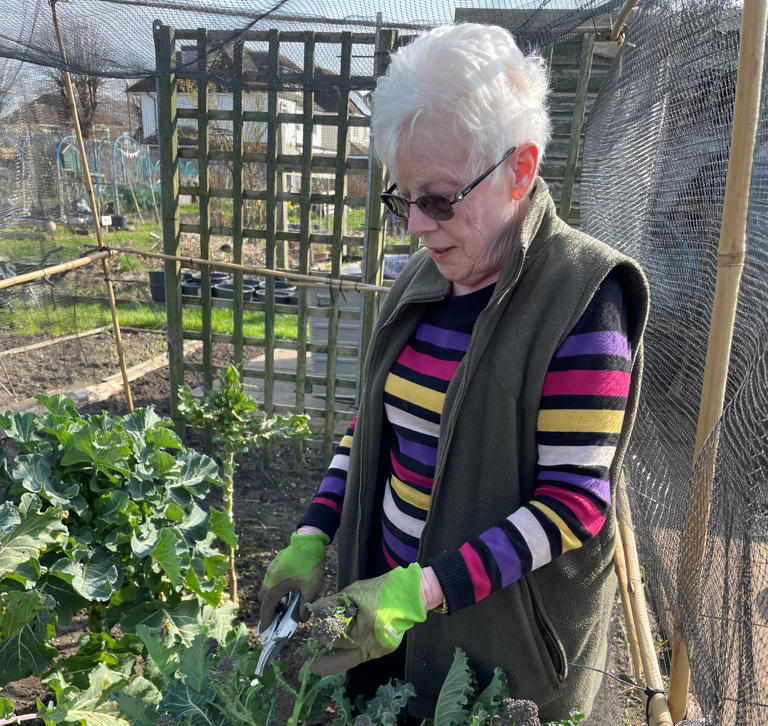 National Allotment Society launches first nationwide audit of UK plots ...