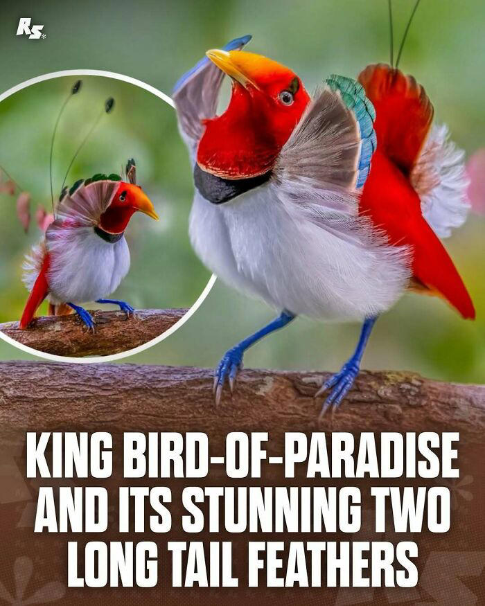 65 extraordinary photos of animals that prove nature still has its secrets