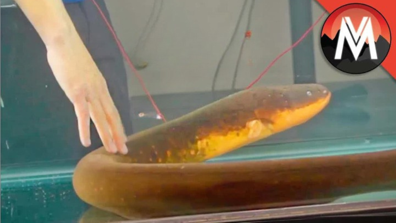 This electric eel can shock you instantly