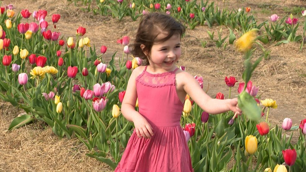 Brown Hill Farms welcomes visitors to U-pick tulips, photos and family ...