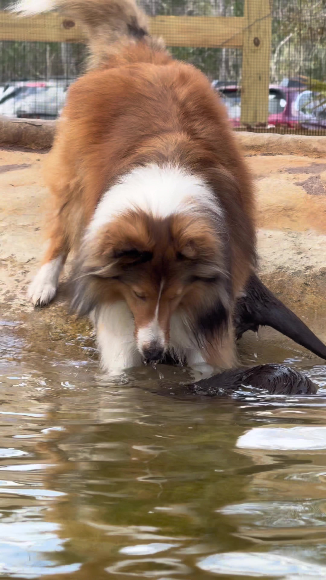 Why Stevie and these otters make the perfect animal team