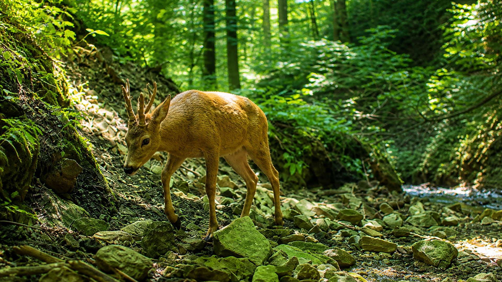 Hidden wildlife camera spots a deer exploring the forest floor