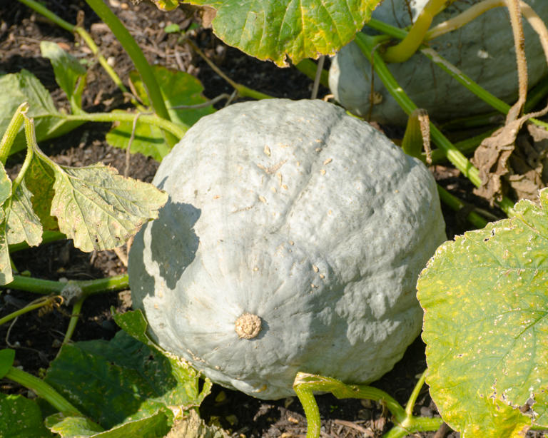 If pests destroyed your squash last summer, plant this one weird ...