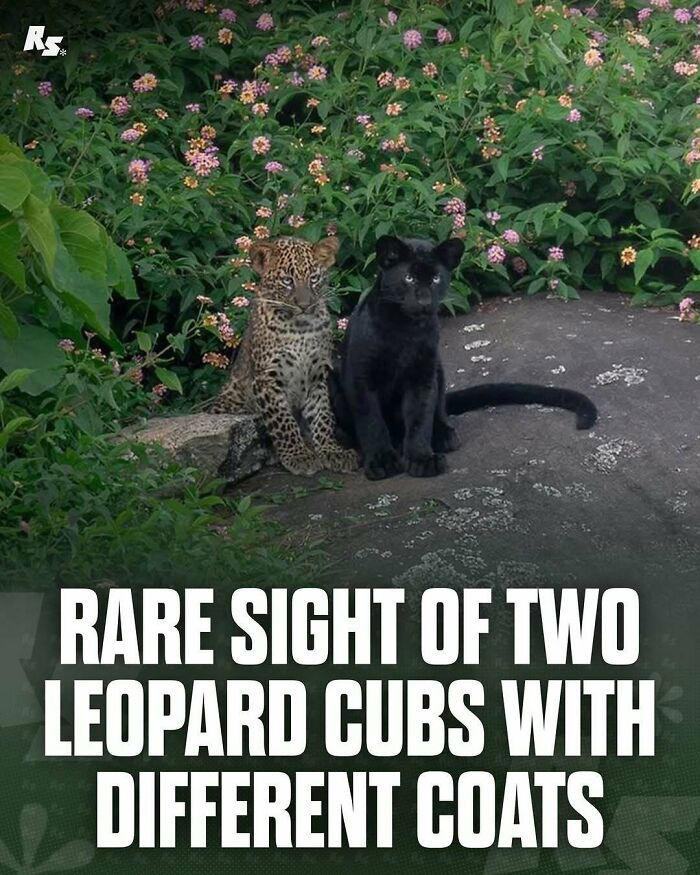 65 extraordinary photos of animals that prove nature still has its secrets