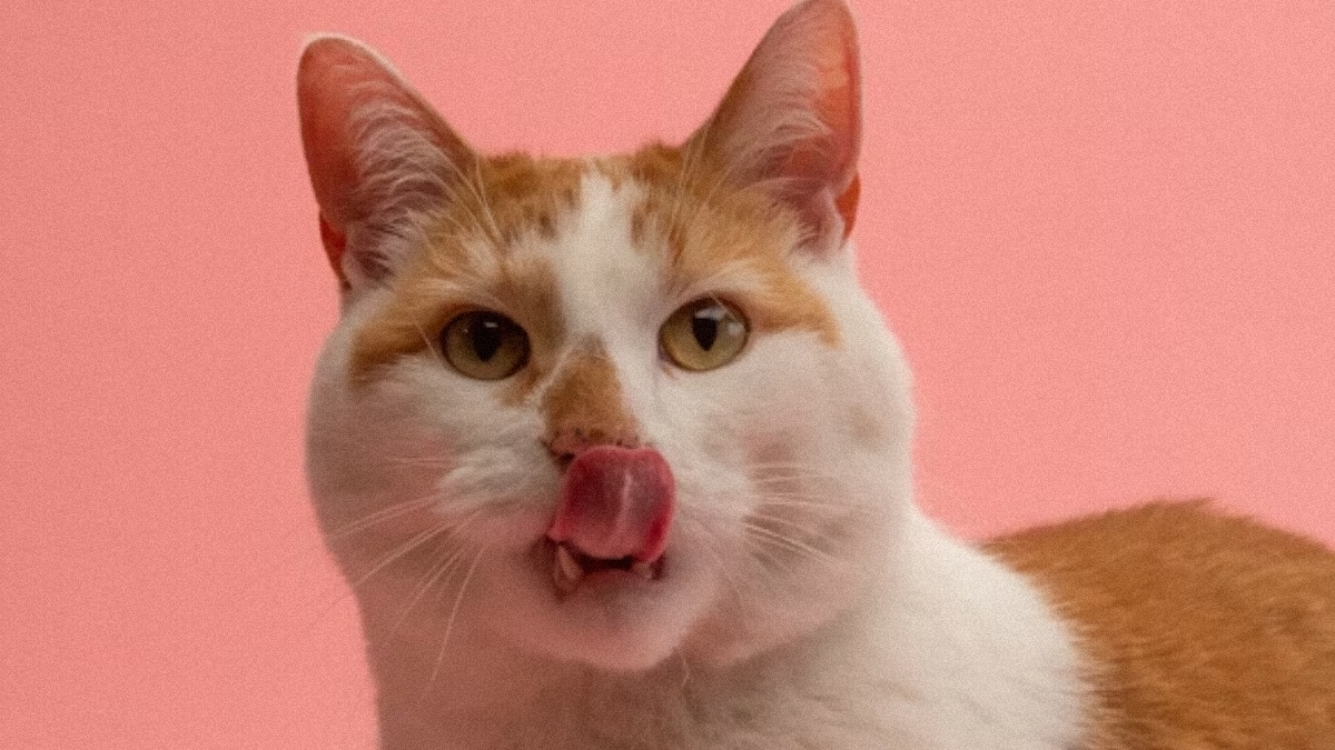 5 important words your cat deserves to hear from you at least once