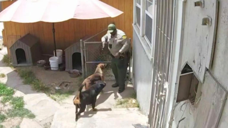 Owner outraged after deputy shoots, kills his dog in backyard