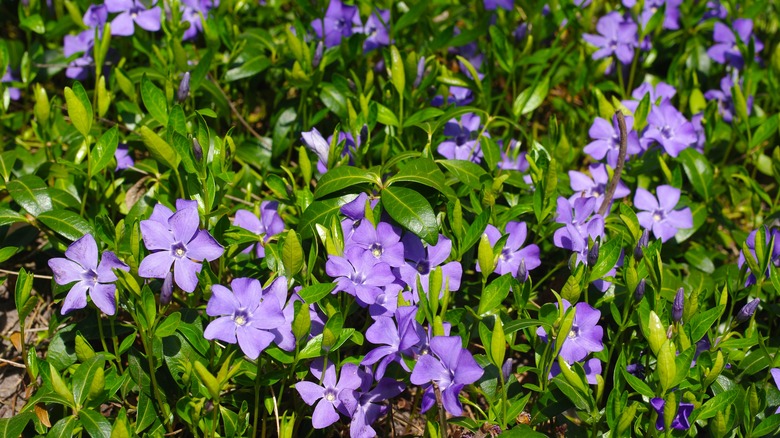 8 easy-to-grow ground cover plants that thrive around tree roots