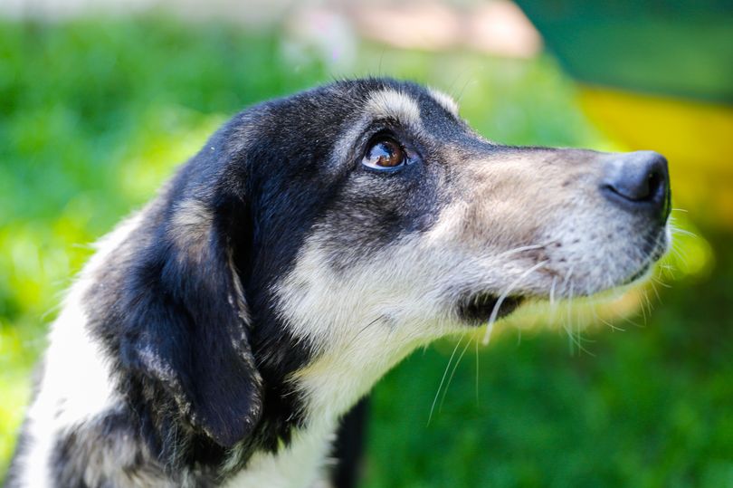 Warning sign your dog needs to see a vet that all owners should be aware of