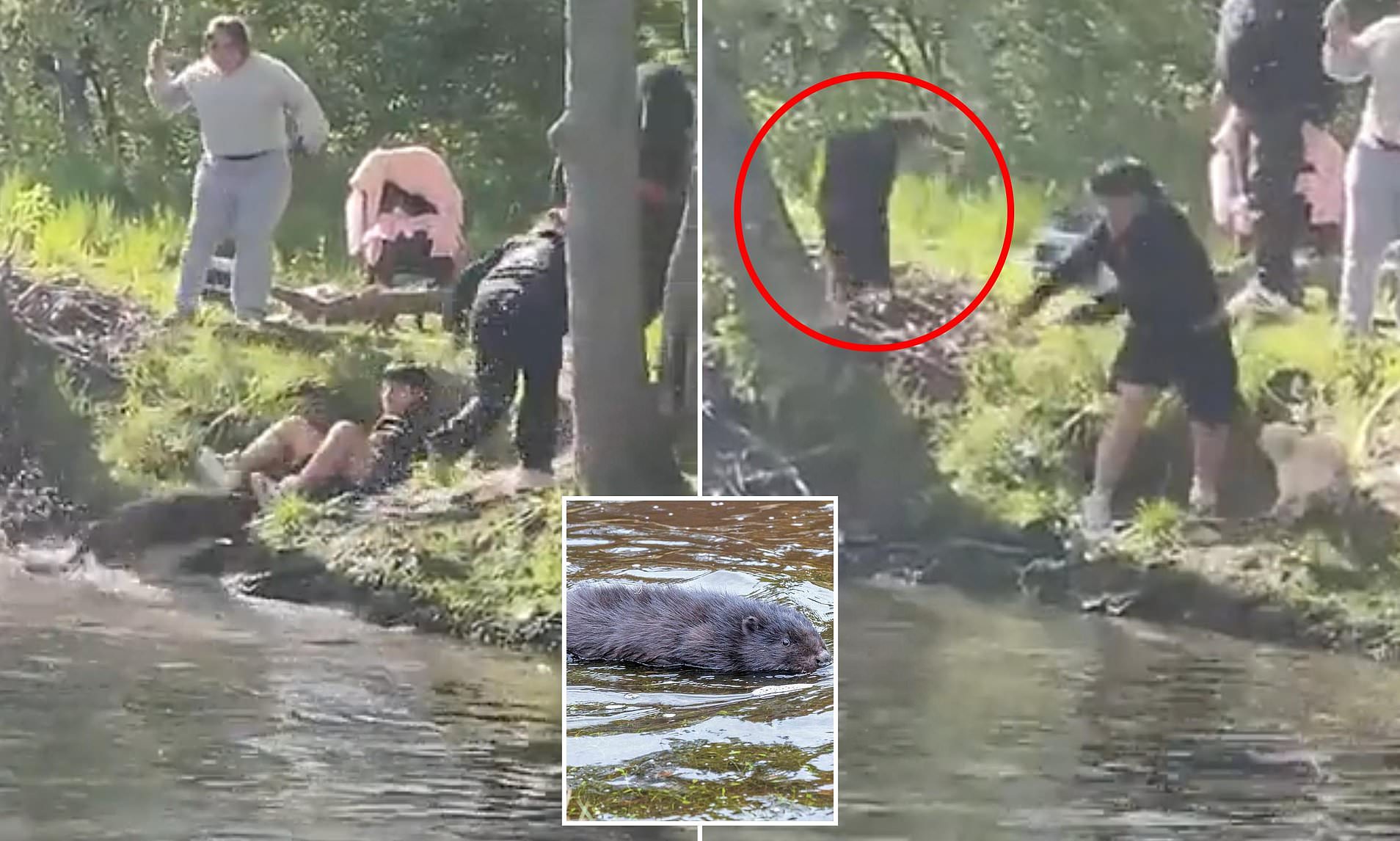Moment boy, 8, is attacked by rabid beaver while fishing in river