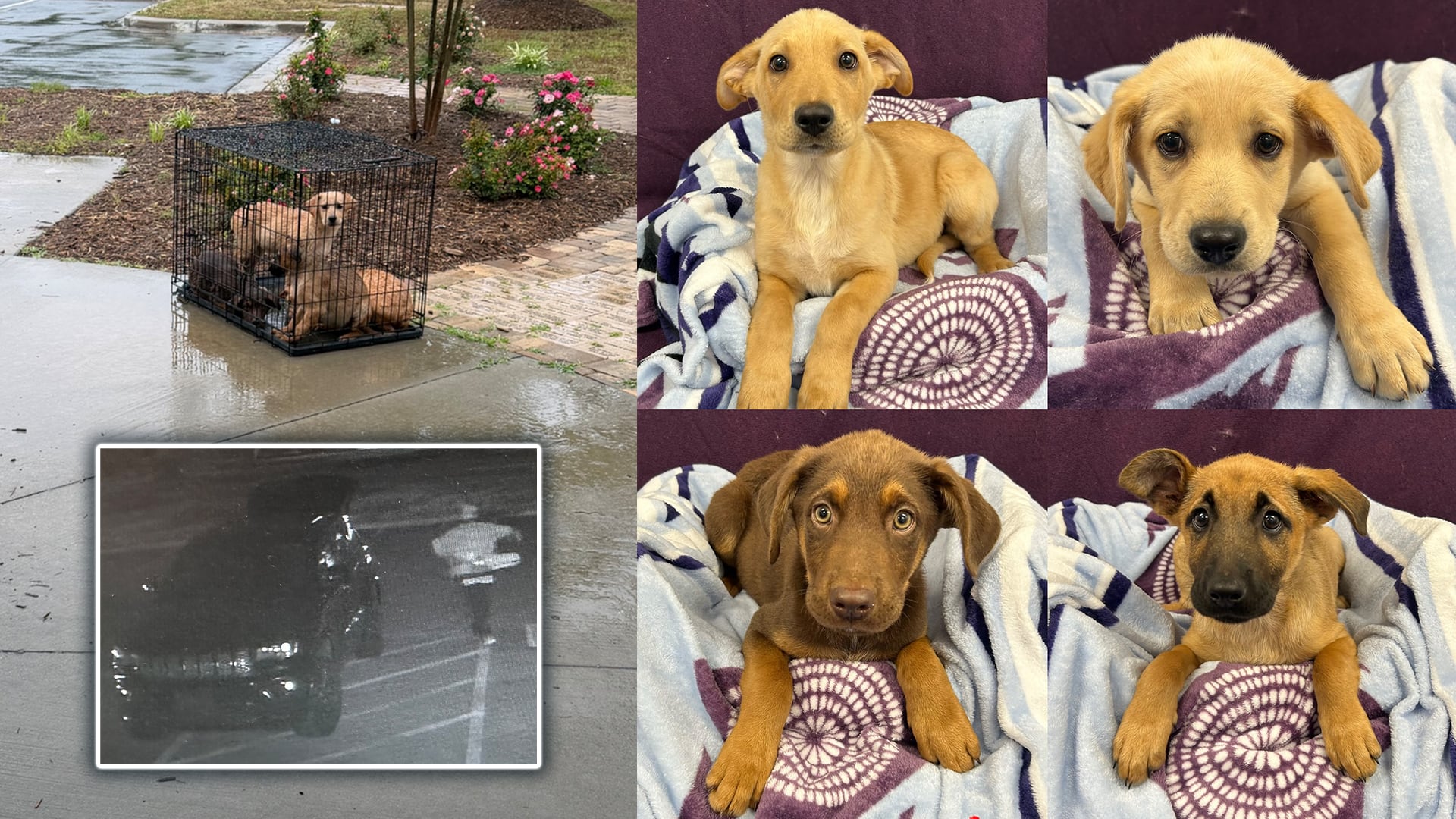 4 puppies abandoned during rainstorm in Lancaster County, shelter says