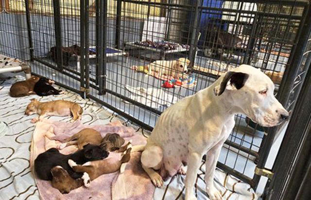 Abandoned dog who gave birth to 9 puppies in a landfill is now having ...