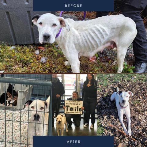 Abandoned dog who gave birth to 9 puppies in a landfill is now having ...