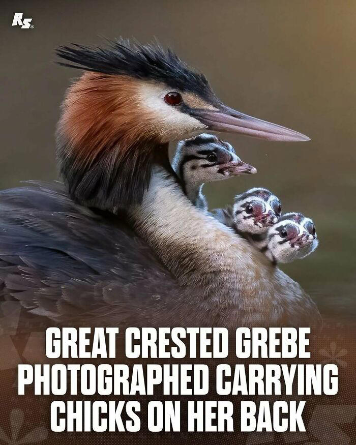 65 extraordinary photos of animals that prove nature still has its secrets