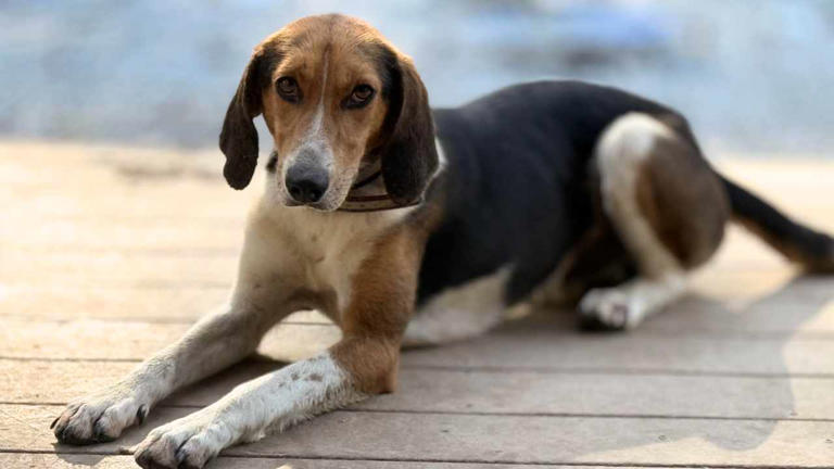 Young Foxhound Mix Pup Looking to Put Stray Life Behind Him & Find ...