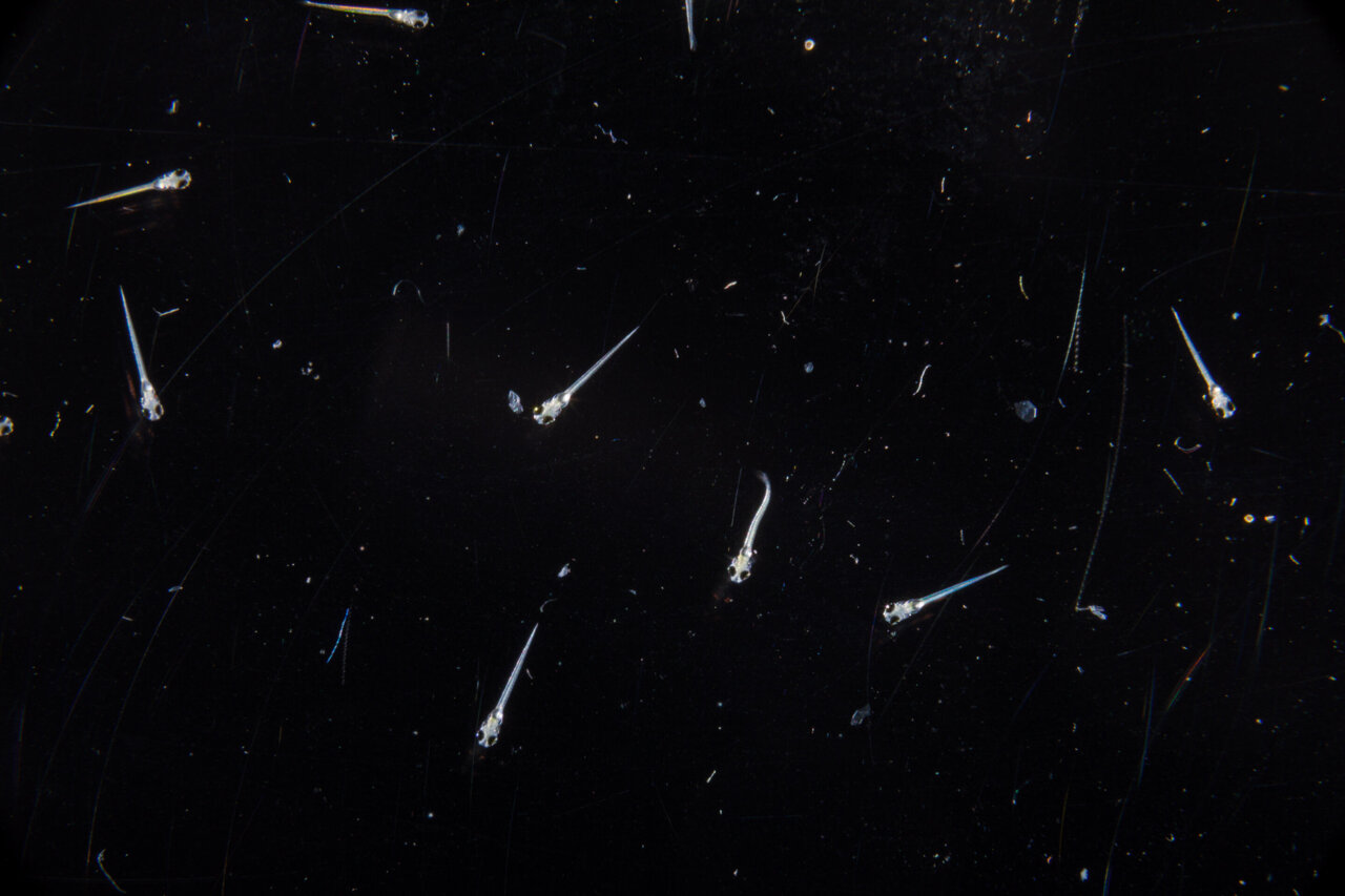 Fish reveal four distinct sleep states, including three with eye movements