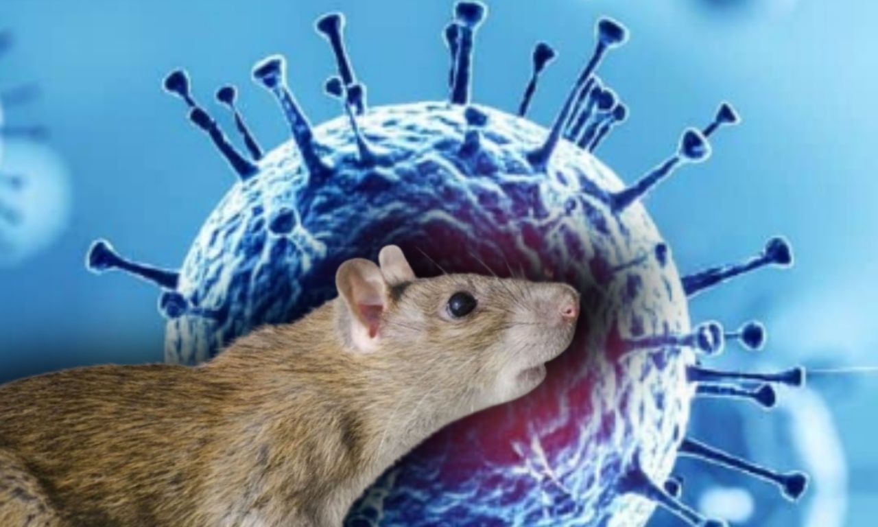 ¿Además del hantavirus, qué otras enfermedades transmiten las ratas?