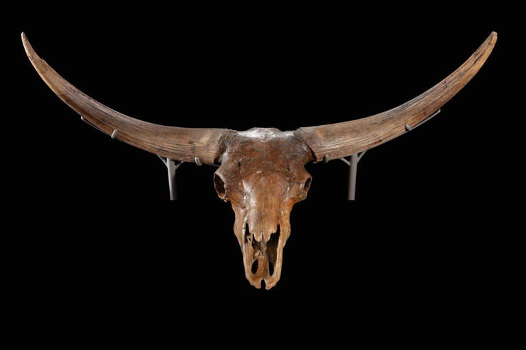 The bison is America’s national mammal. Here’s how Indigenous tribes ...