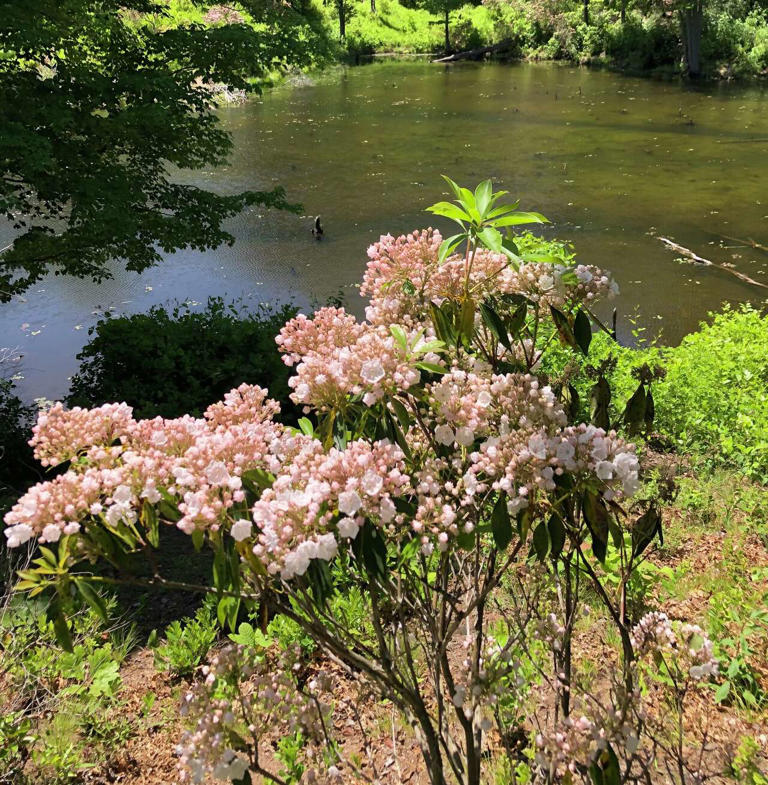 Spring hikes around Connecticut to see wildflowers and waterfalls