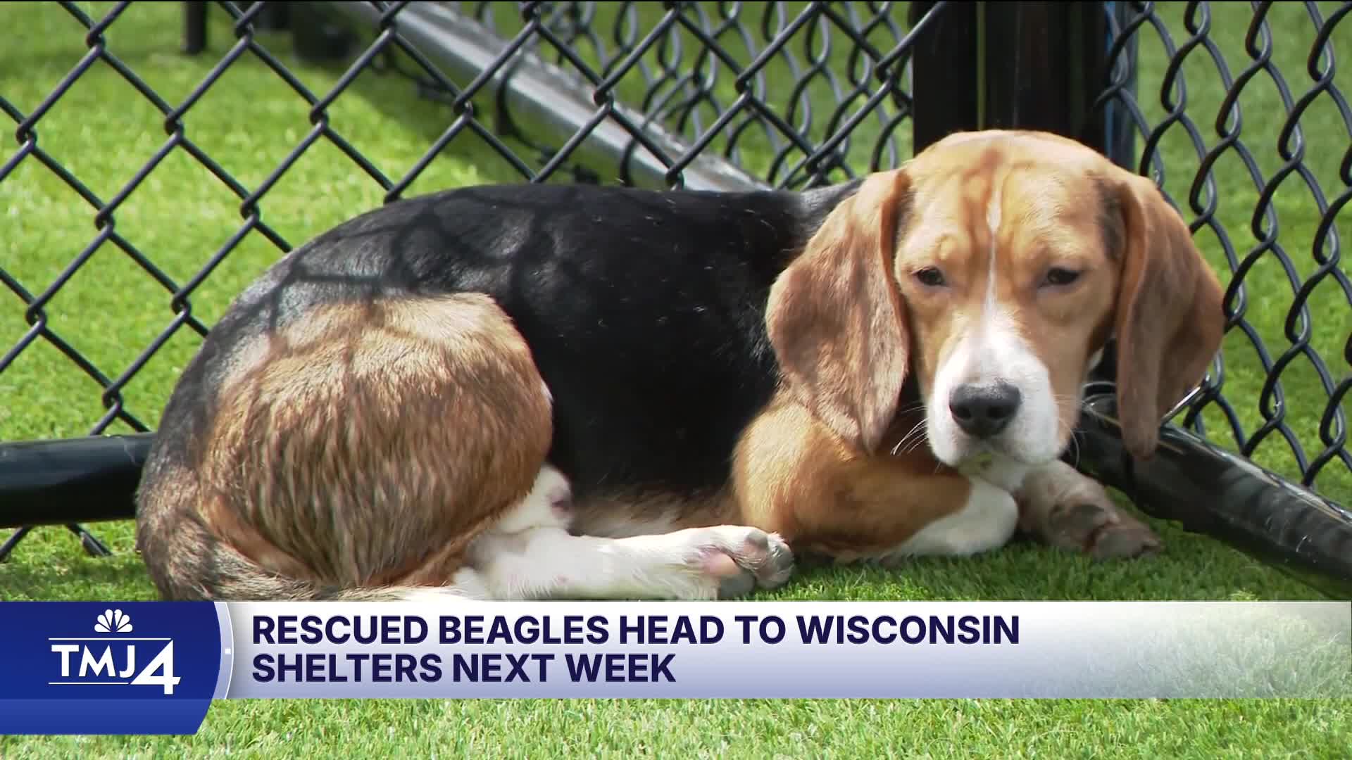 Rescued beagles head to Wisconsin shelters next week