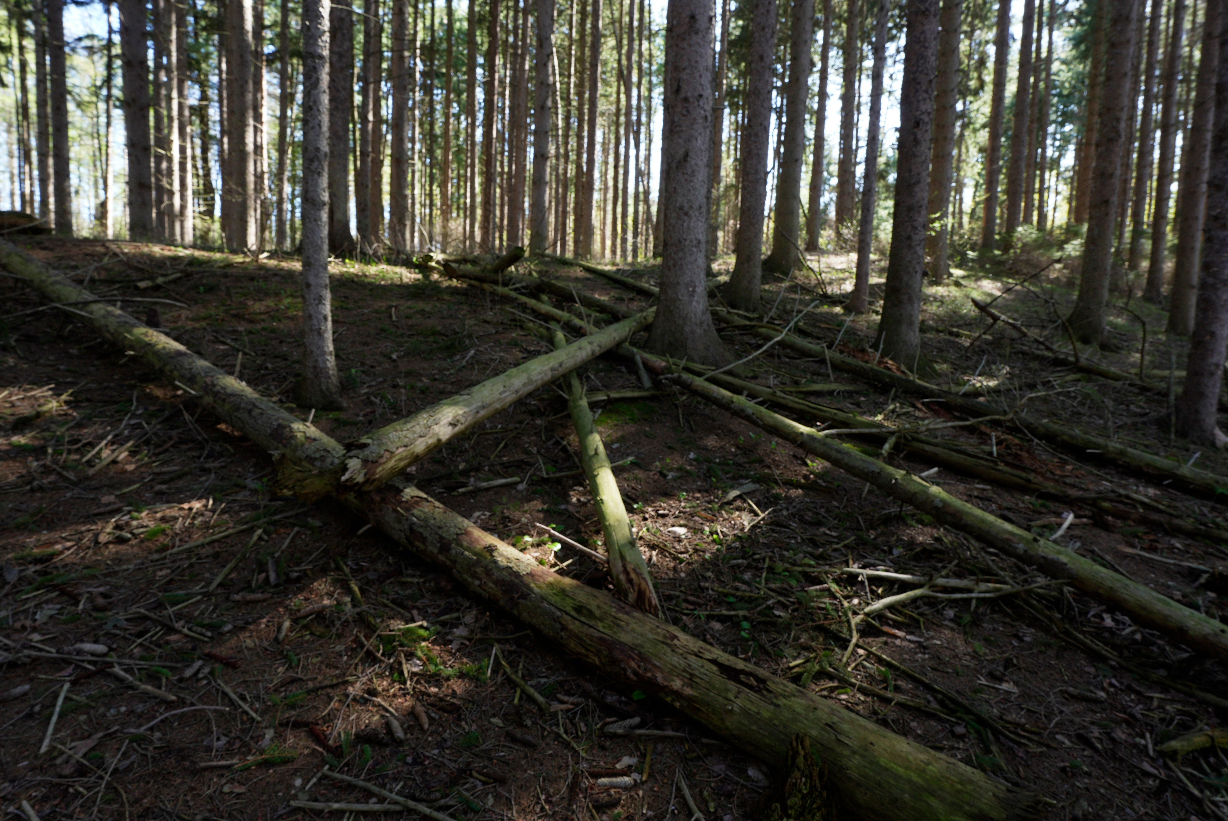 Forest bathing explained: The simple nature habit that reduces stress