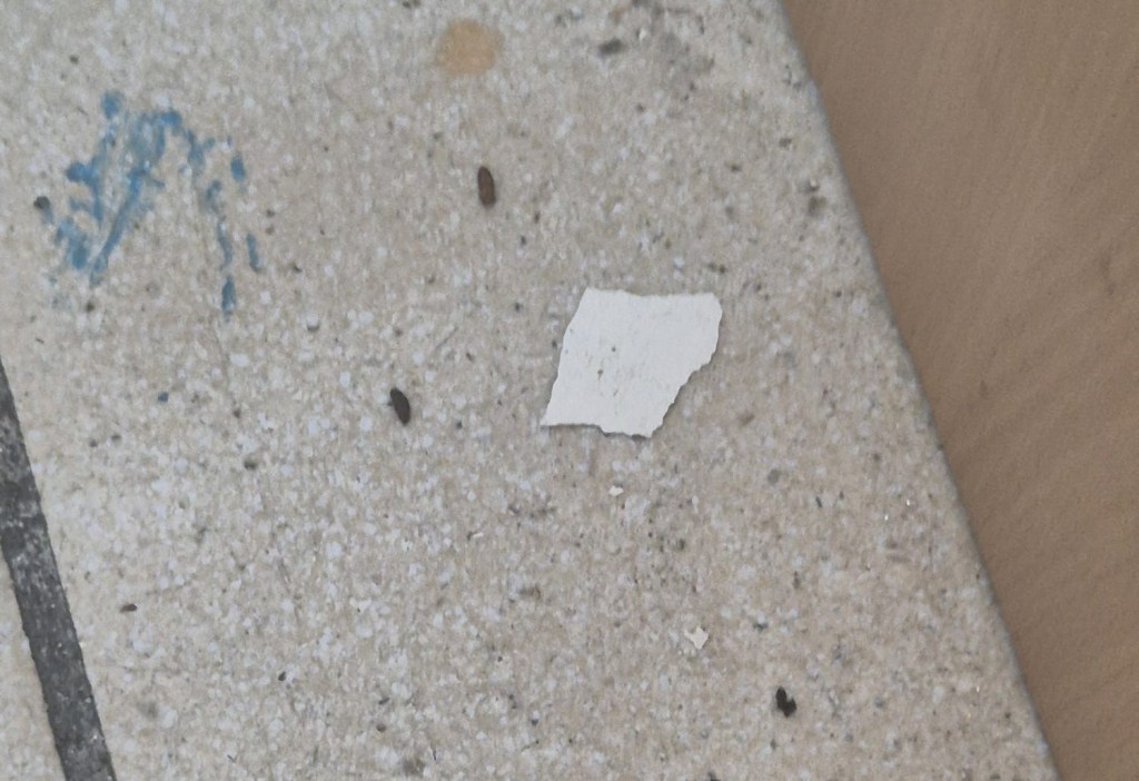 Messina, “escrementi di topi alla scuola Leopardi”