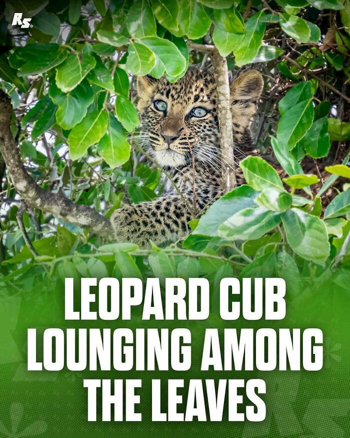 65 extraordinary photos of animals that prove nature still has its secrets