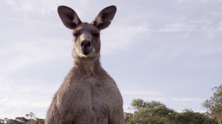 Surviving Kangaroo Island