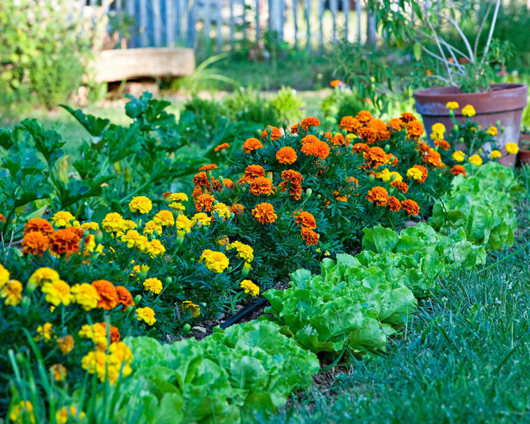 If pests destroyed your squash last summer, plant this one weird ...
