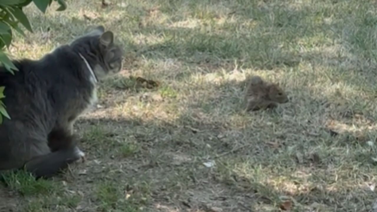 The mouse takes charge while the cat remains calm