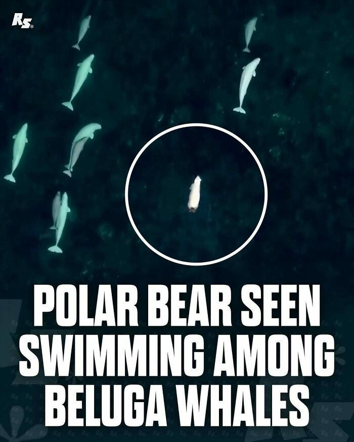 65 extraordinary photos of animals that prove nature still has its secrets