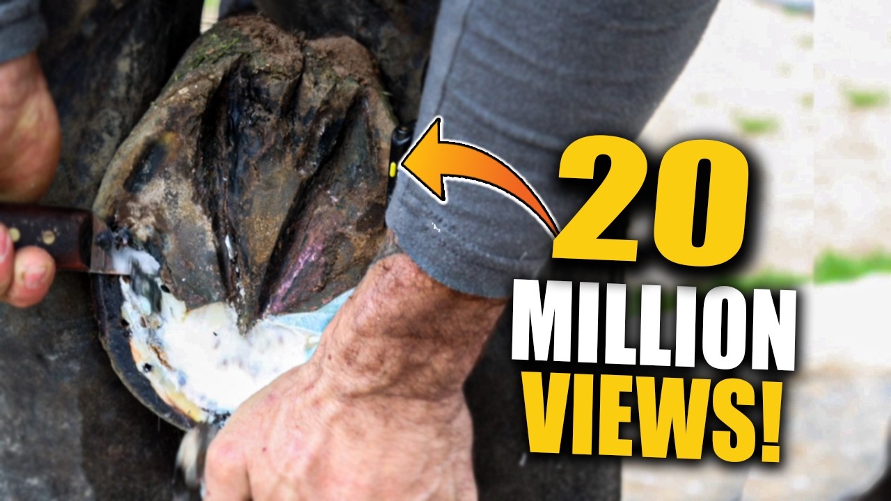 Most satisfying hoof trimming you’ll ever see