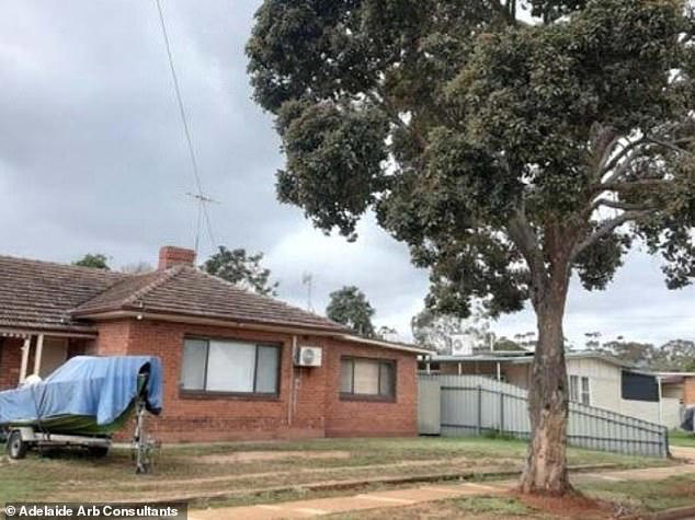 How a single tree has derailed frustrated couple's building plans amid ...