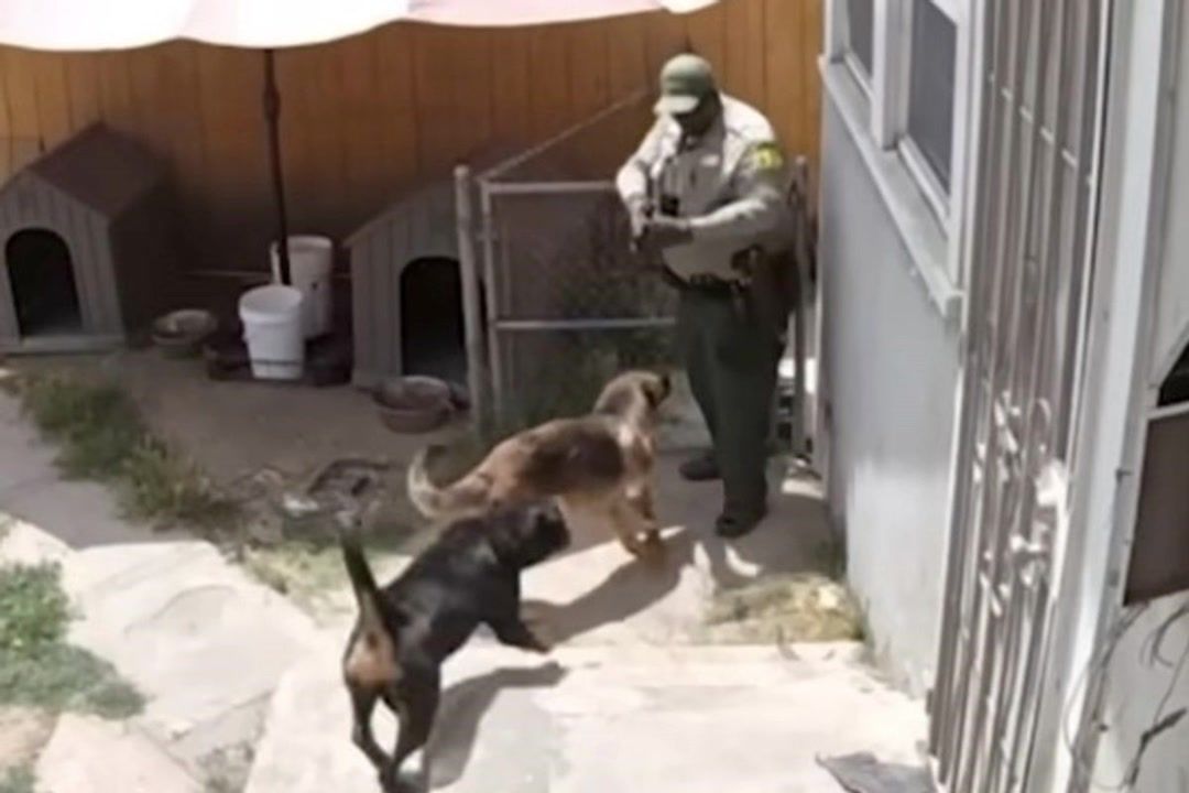 California homeowner outraged as deputy shoots, kills dog during search