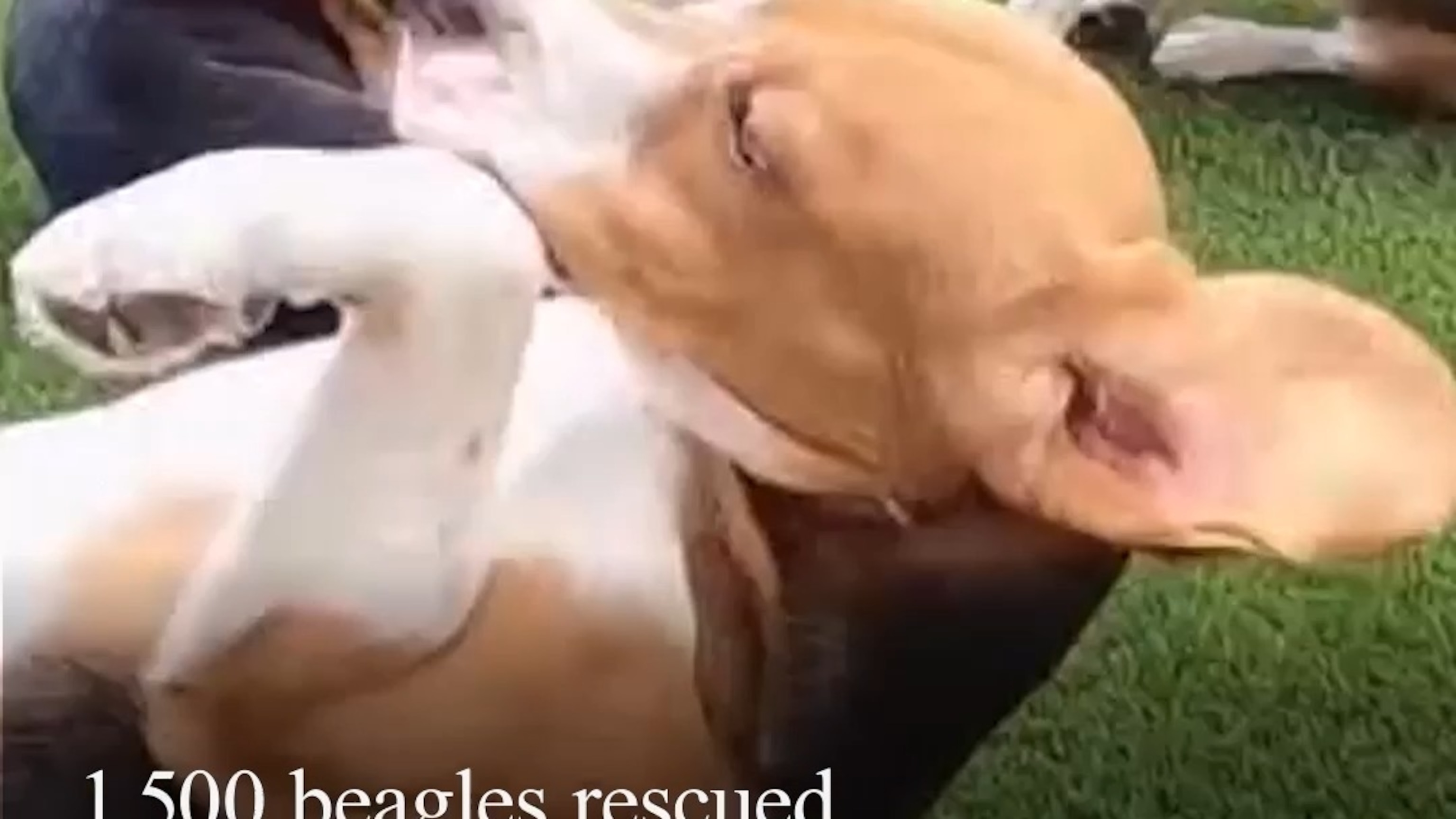 Beagles rescued from research facility prepare for adoption
