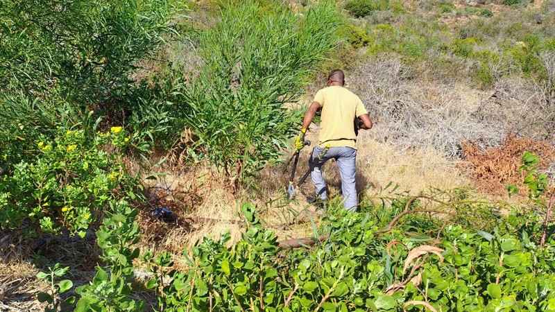 Boyes Drive alien invasive project makes strides in vegetation clearing