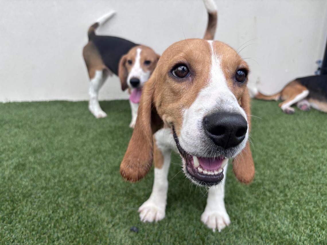 300-plus beagles get a second chance in South Fla. Now let's stop ...
