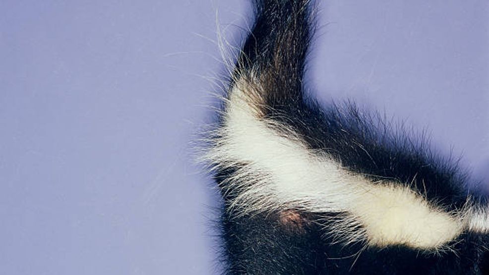 2nd case of rabies discovered in Curry County weeks after rabid dog bit ...