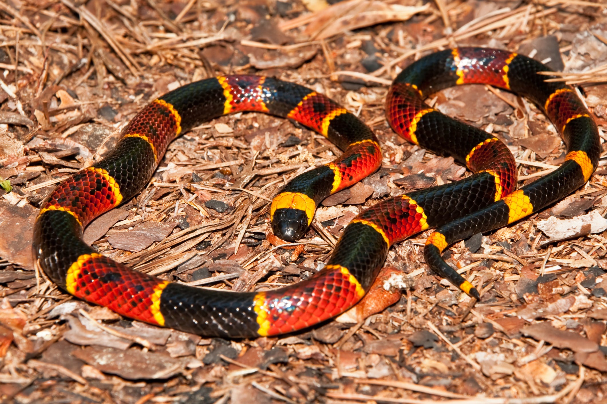 Alabama national forest named coral snake hotspot