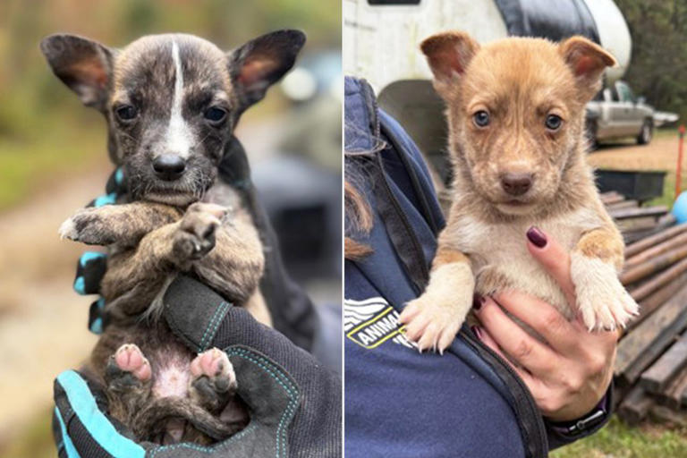 Abandoned dog who gave birth to 9 puppies in a landfill is now having ...