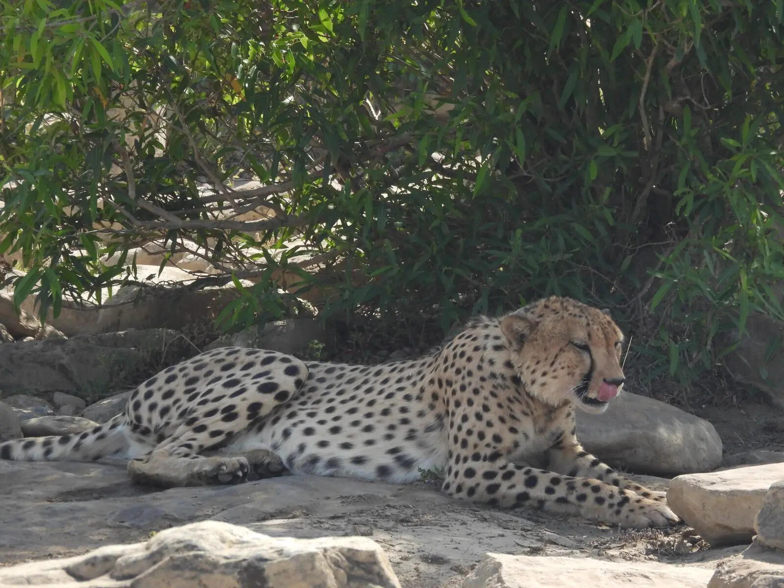 Cheetah KP-3 tranquillised near Rajasthan–MP border after prolonged ...