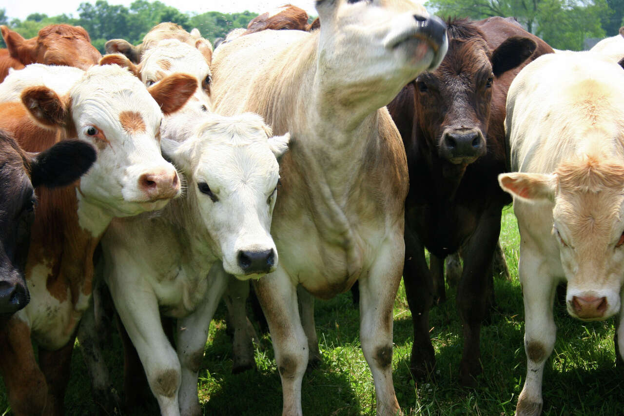 Bovine TB found in Iosco County cattle herd for first time
