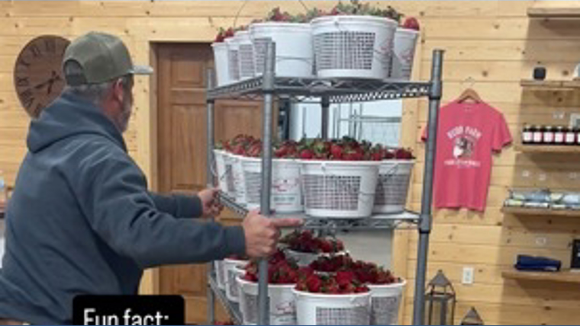 Fresh strawberry storage tips