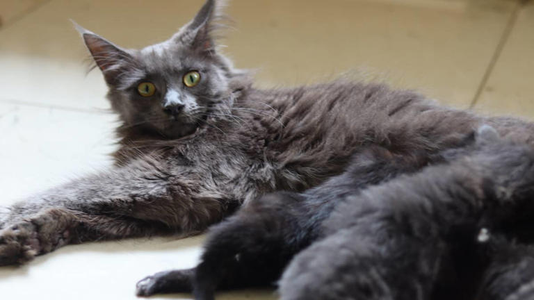 Maine coon auntie 'nursing' kittens who aren't hers proves it takes a ...