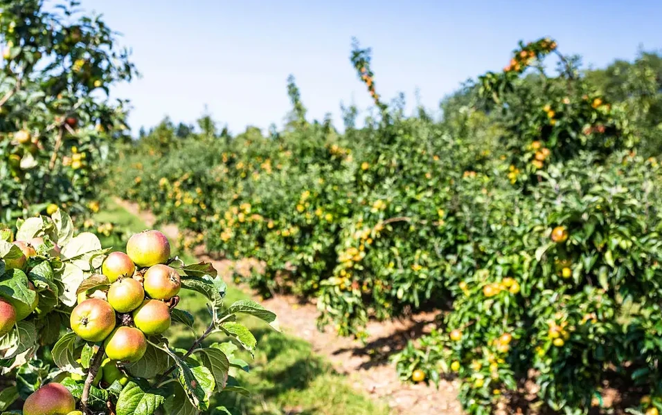 Experts outline precise watering rules for healthier fruit trees