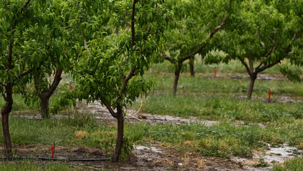 Experts outline precise watering rules for healthier fruit trees