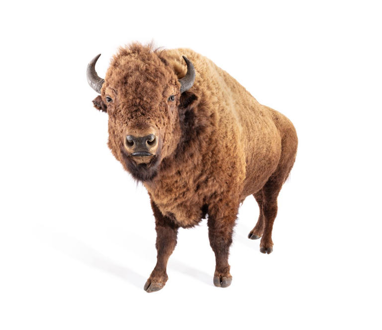 The bison is America’s national mammal. Here’s how Indigenous tribes ...