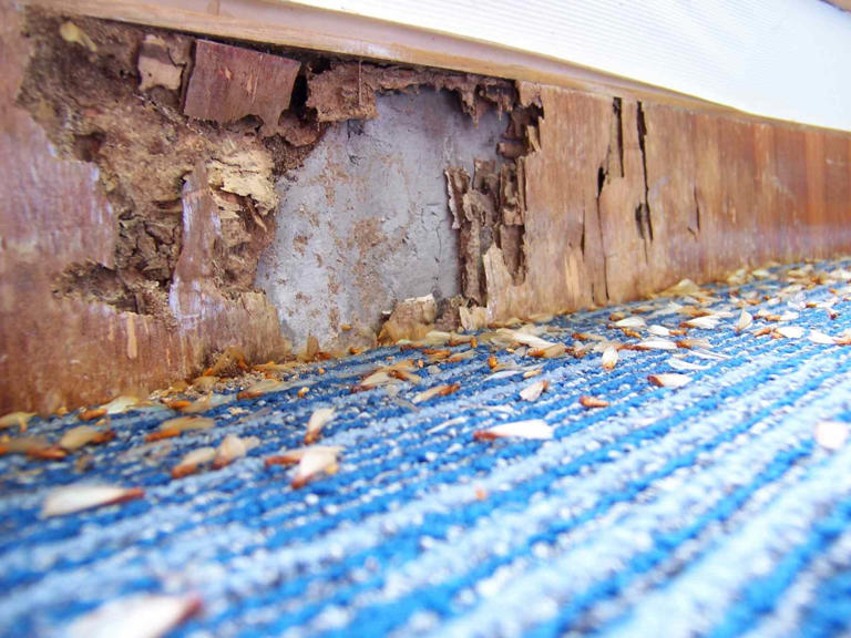 The one thing you should do now to prevent termite damage