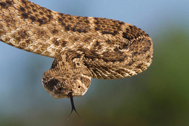 7 Rattlesnake-Infested in Arizona You Should Know Before Hiking